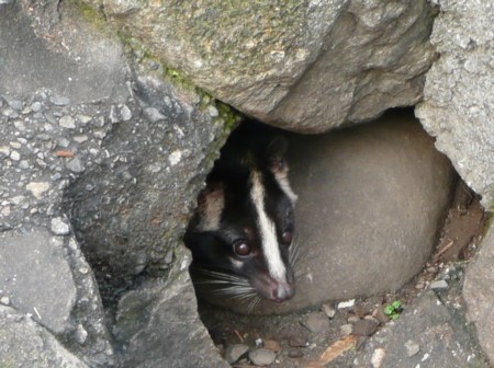 可児のラスカル