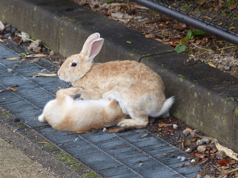 うさぎの親子