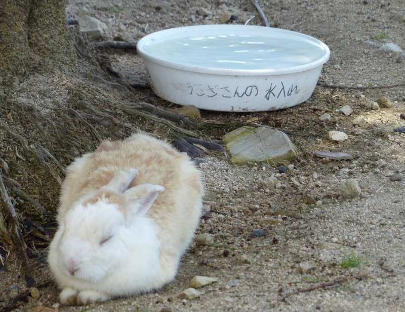 うさぎさん